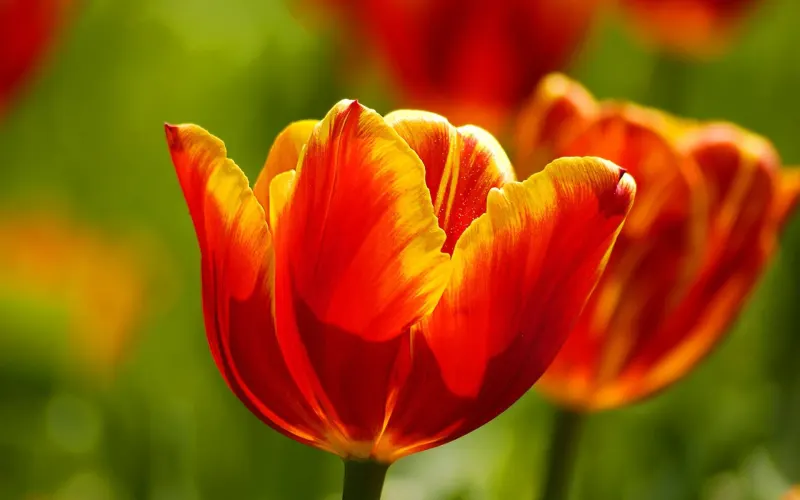 A red and yellow tulip